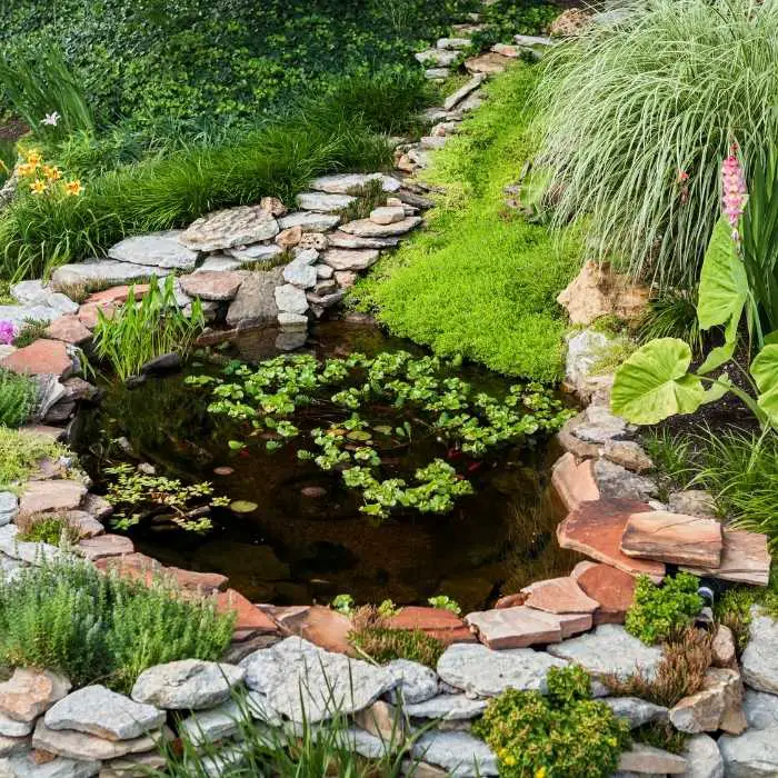 Is A Backyard Pond Worth It?