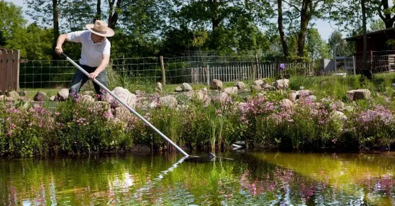 How Often Should I Clean My Backyard Pond?