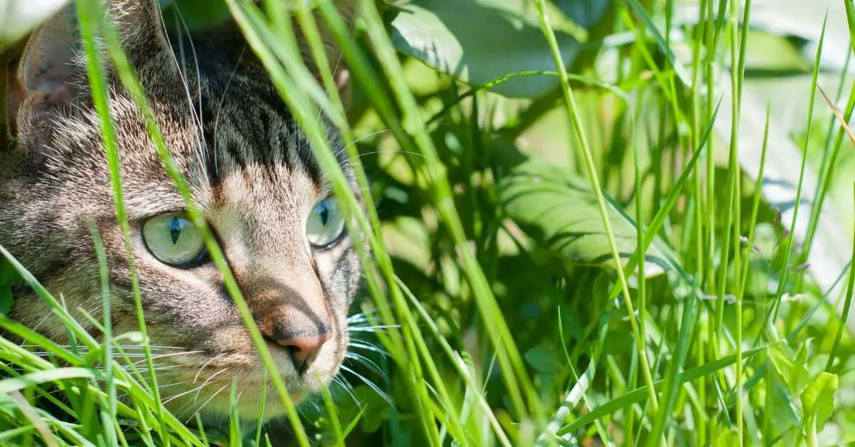 Will A Backyard Pond Attract Rats And Mice? Backyard Pond Ideas and