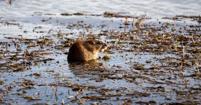 Will A Backyard Pond Attract Rats And Mice?