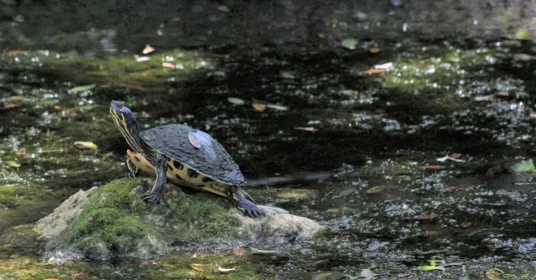 Can A Garden Pond Be In The Shade?