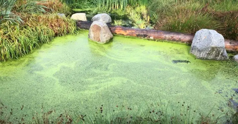 Why Is My Pond’s Water Green?