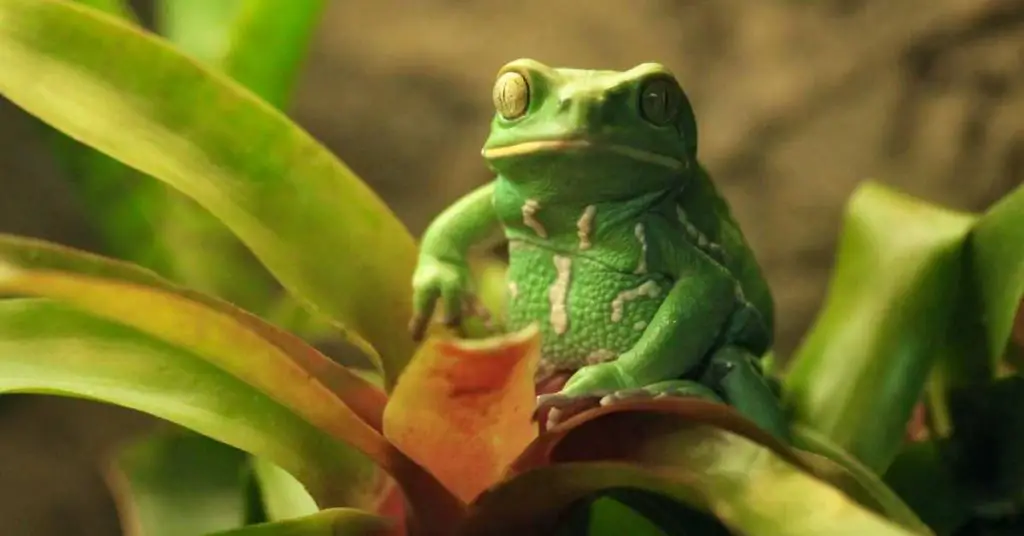 frog sitting on a big blade of grass