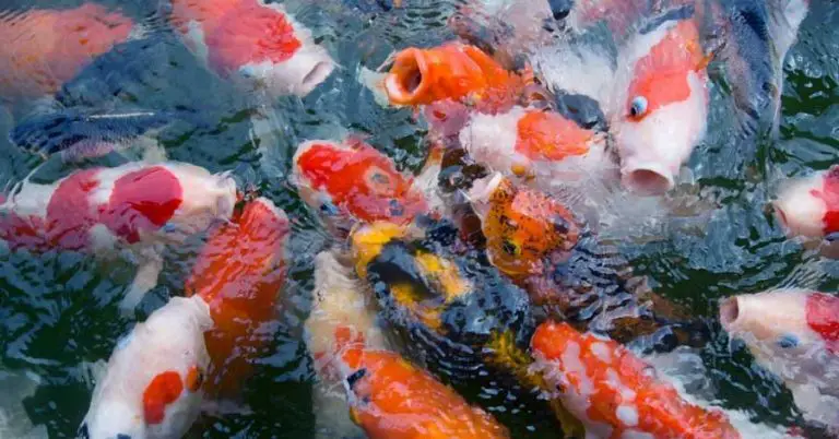 Will Koi Grow In A Small Pond? Yes, But Only If You Take Care Of These 4 Things…