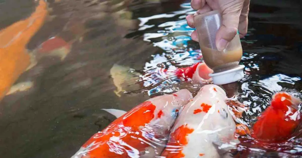 feeding-koi-fish-from-bottle