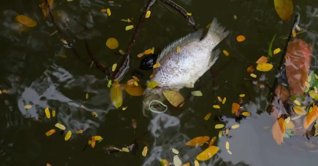 pond with dirty water