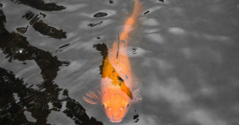 Will Koi Fish Jump Out Of Your Pond? And Can You Prevent It?