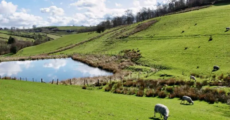 Can A Backyard Pond Be On A Slope?