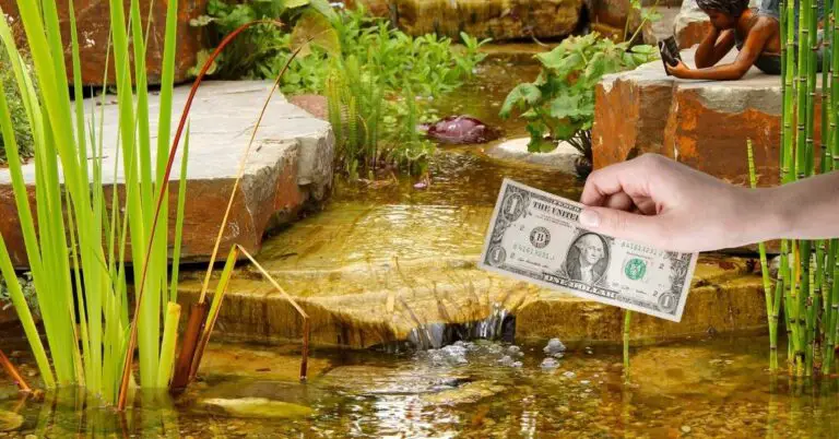 Backyard Pond Cost Per Year – Maintenance & Cleaning Costs Breakdown