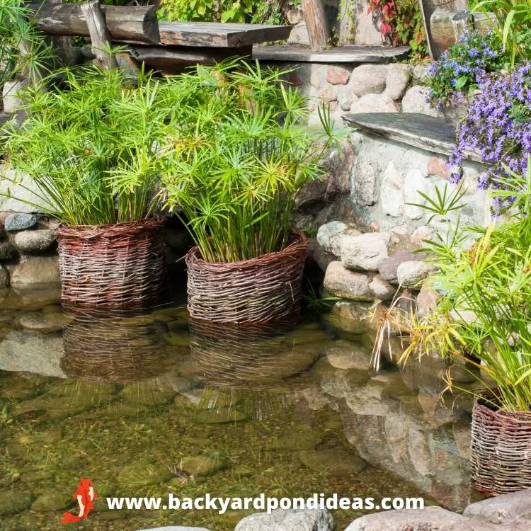 A koi pond edged by various potted plants.