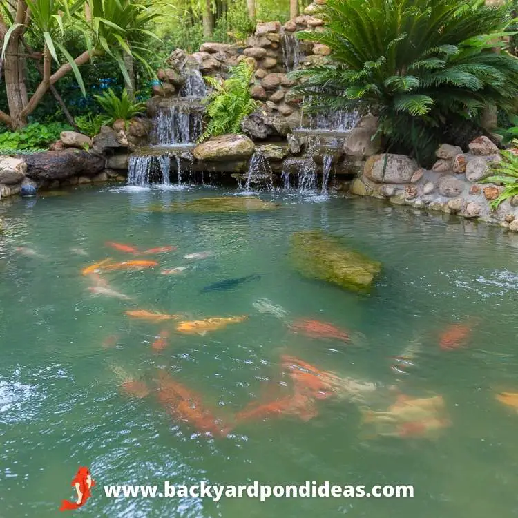 A tropical themed Koi pond with several large Koi swimming near the water's surface.