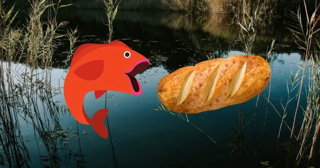 Can Fish Eat Bread? Why This Common Food Is Killing Your Fish (And Your Pond) – Backyard Pond Ideas