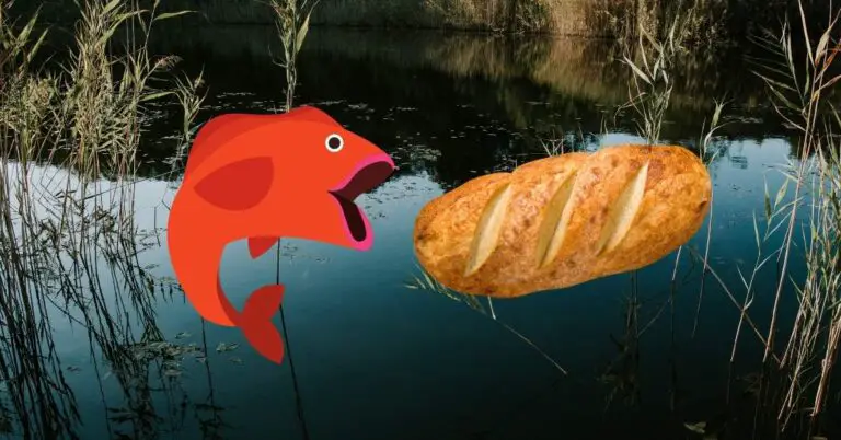 Can Fish Eat Bread? Why This Common Food Is Killing Your Fish (And Your Pond)