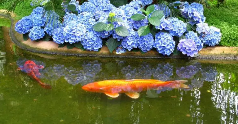 How Long Do Koi Fish Live? The Impact Of Environment, Nutrition & Lifestyle