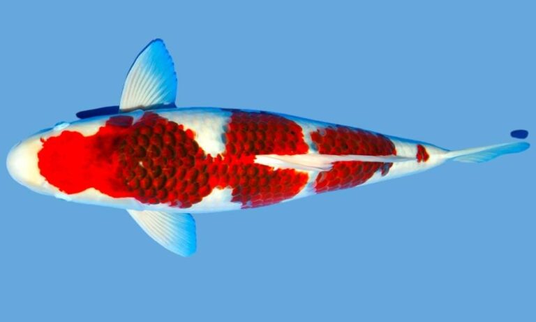 Enhance Your Koi Fry Color Development: Factors, Feeding Practices, Water Conditions, and Techniques