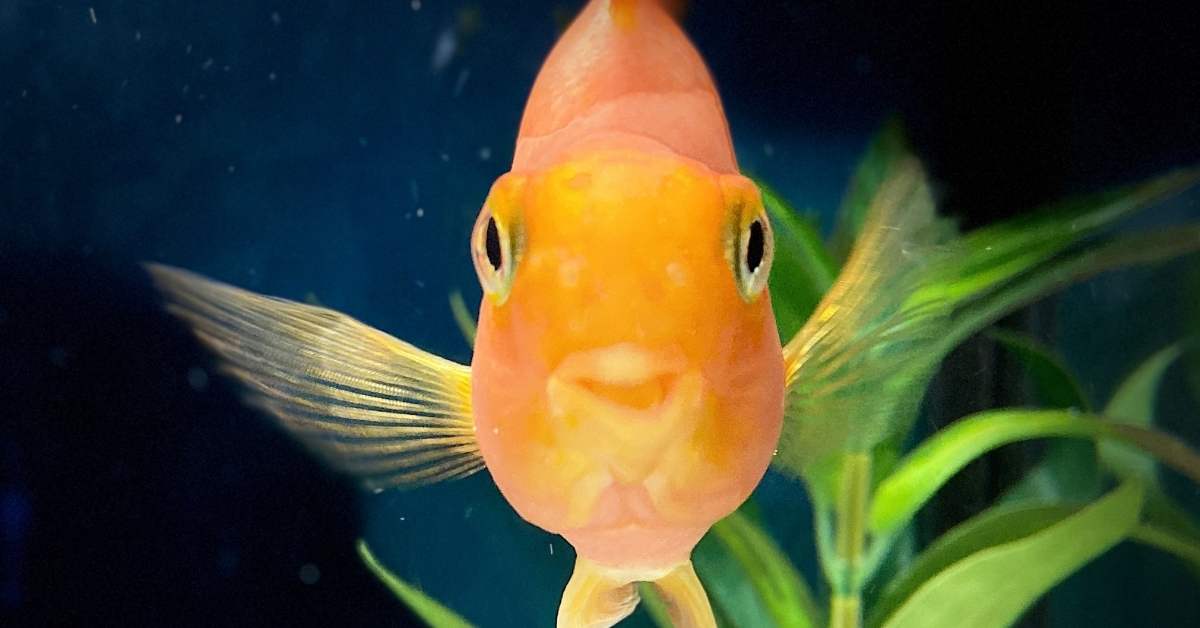 Comforting A Dying Fish – How To Help Your Pet Fish Through Their Final Days