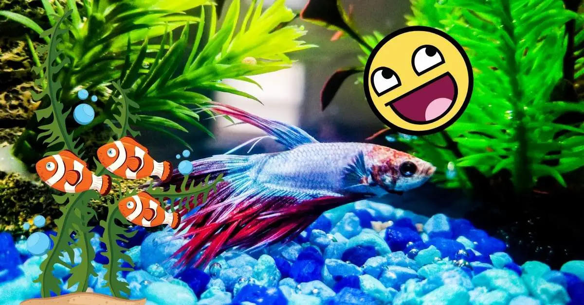 How To Make Betta Fish Happy It's Actually Super Easy Backyard Pond Ideas and Supplies