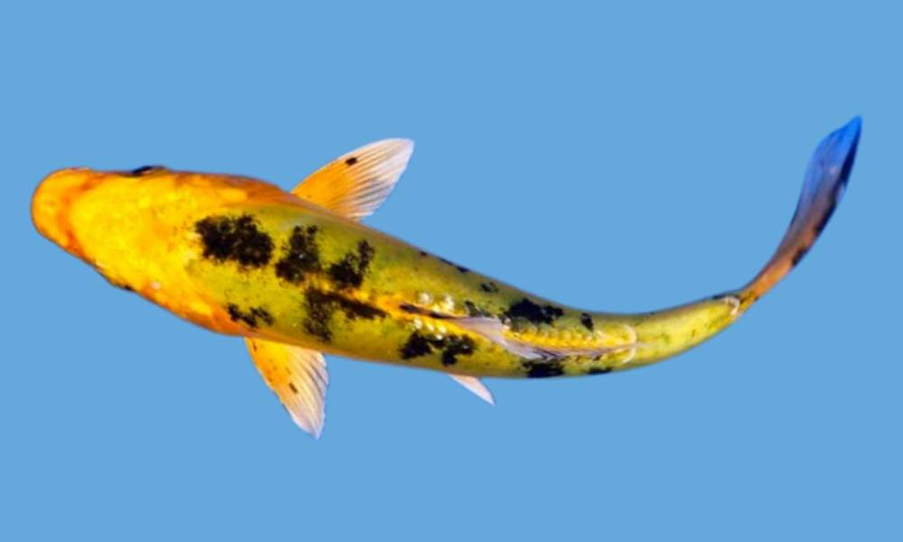 a rare yellow variety of koi fish on a blue background