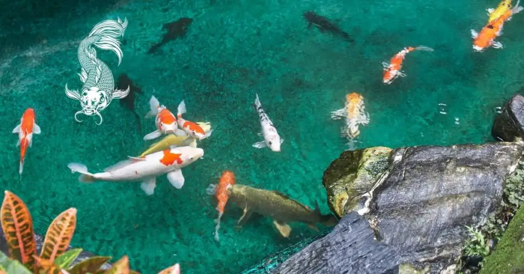A brightly lit koi pond on a summer day full of koi of different sizes and breeds.