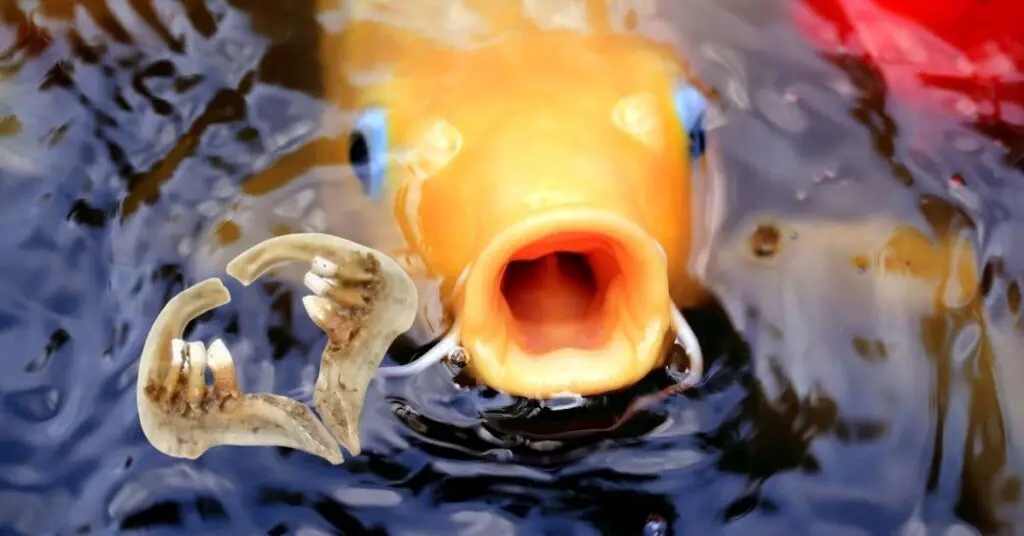 Do Koi Fish Have Teeth? Here’s What Happens If One Bites You – Backyard Pond Ideas