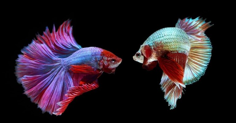 Do Betta Fish Have Teeth? Will They Bite You?