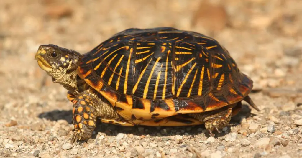 eastern box turtle