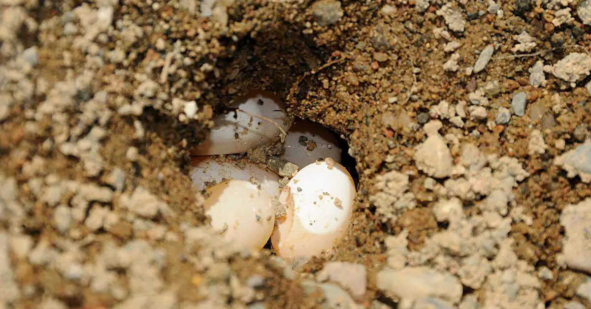 Complete Guide To Box Turtle Eggs