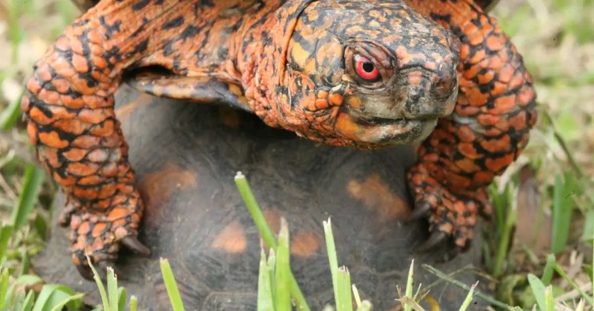Complete Guide To Box Turtle Eggs Backyard Pond Ideas and Supplies