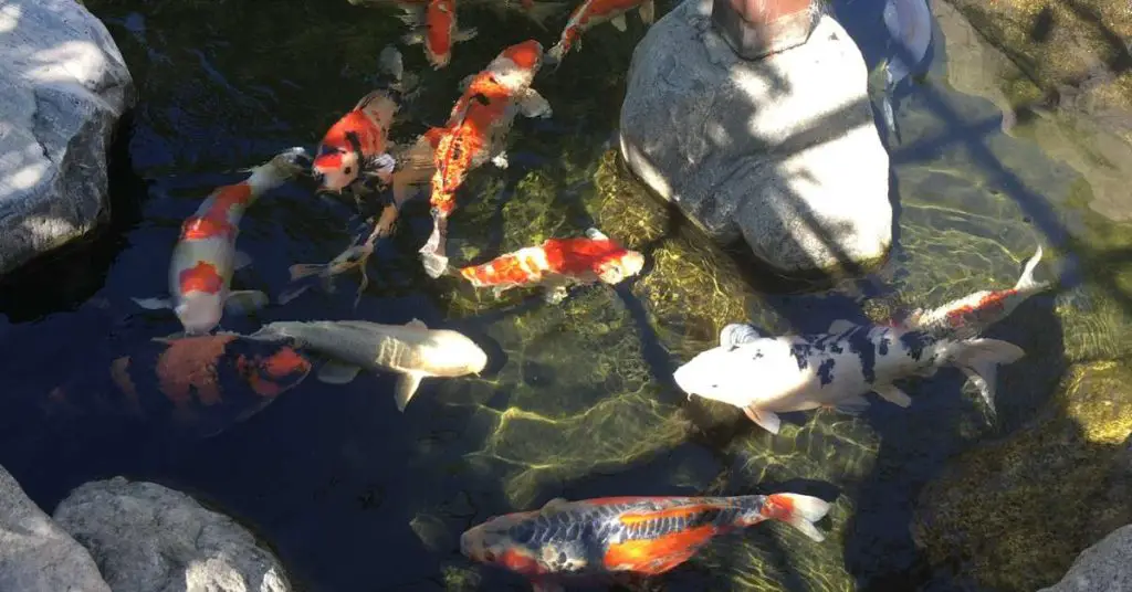 A shallow Koi pond with several large Koi swimming near the surface.