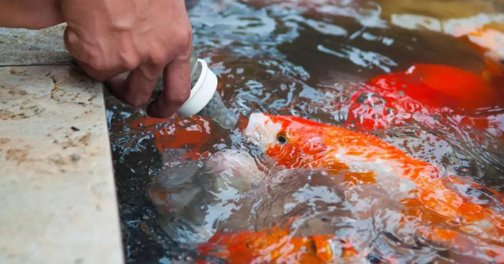 A man feeding his koi fish in a pond using a bottle.