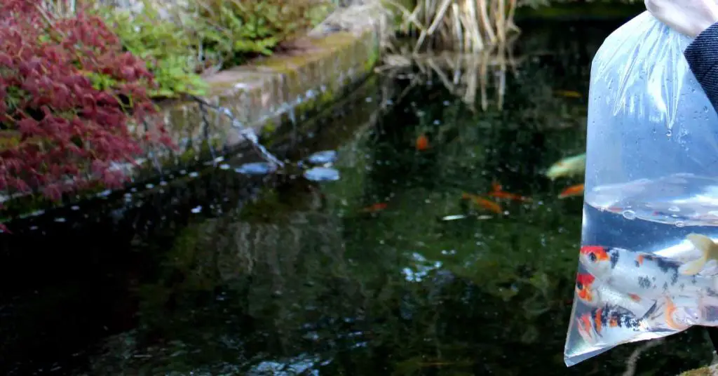 A large koi pond where newly bought Koi will be released.