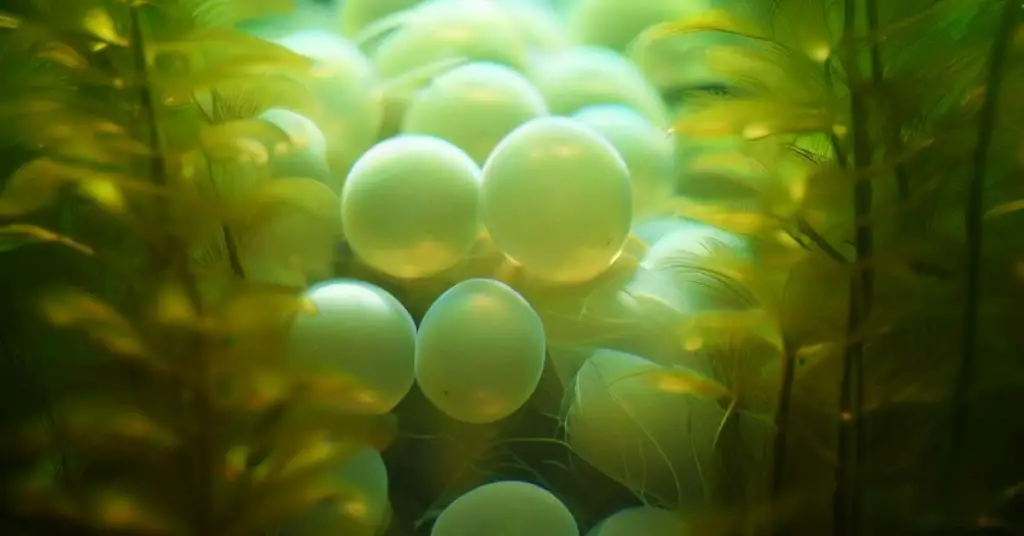A collection of koi eggs in a well lit pond.
