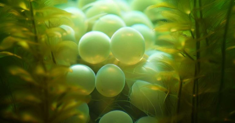 What Do Koi Eggs Look Like? Learn Their Traits So You Can Spot Them Easily