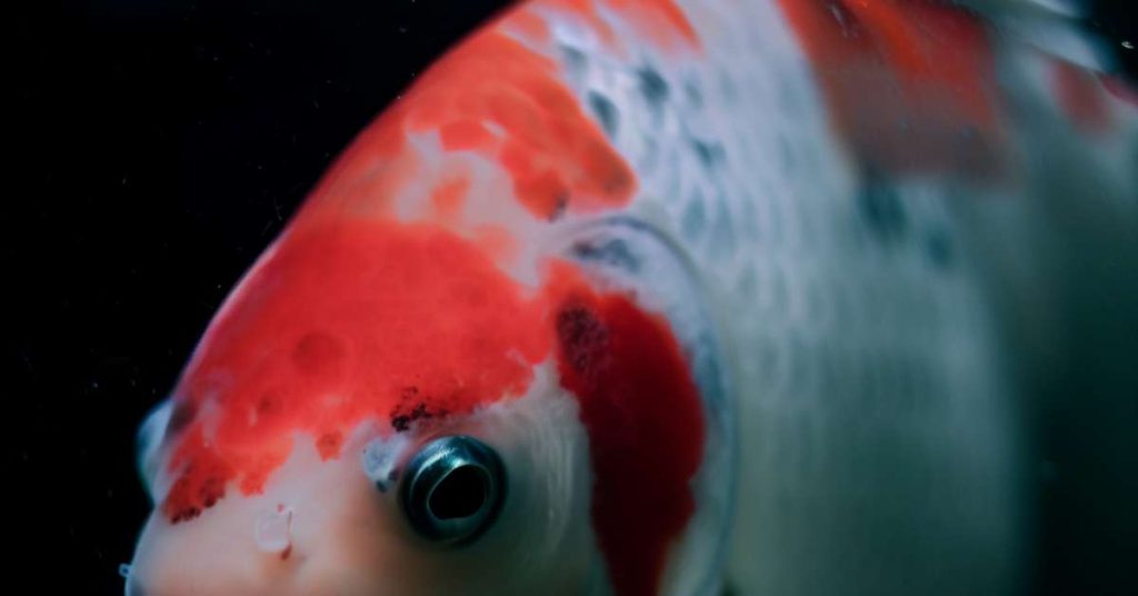 A closeup of the face of a colorful Koi fish relaxing in its Koi pond.