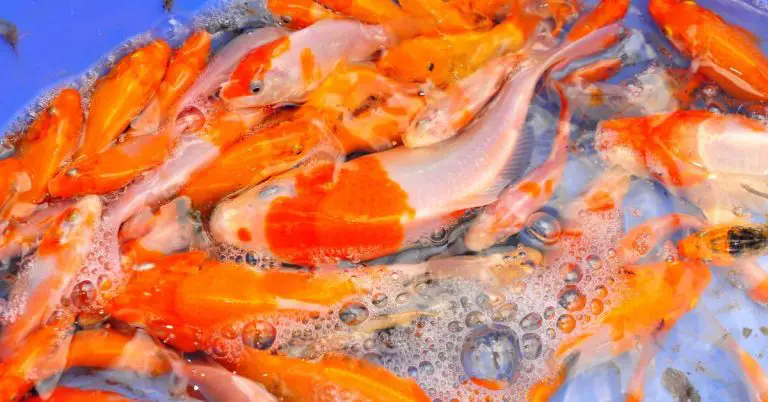 Is Koi Fish Farming Profitable?