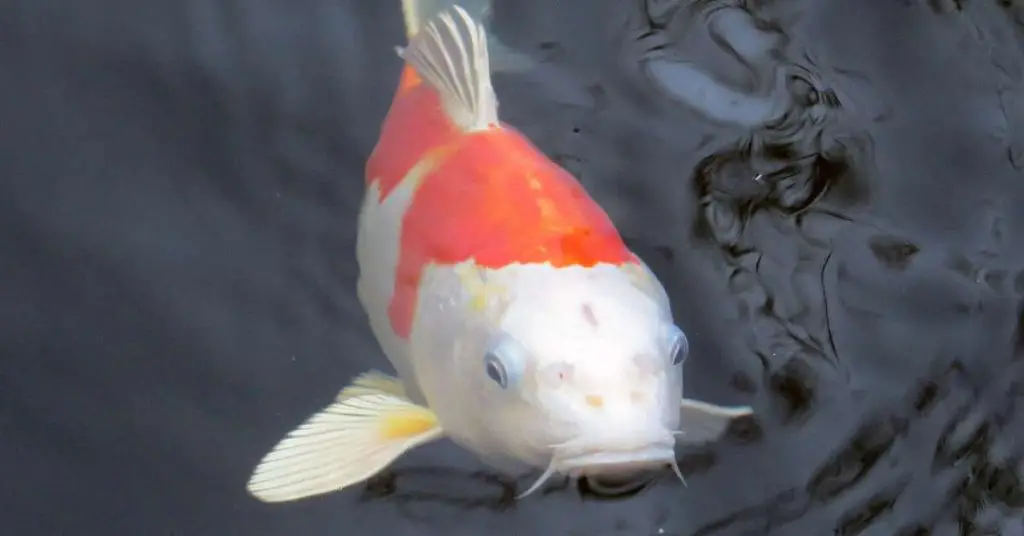 koi fish swimming by itself