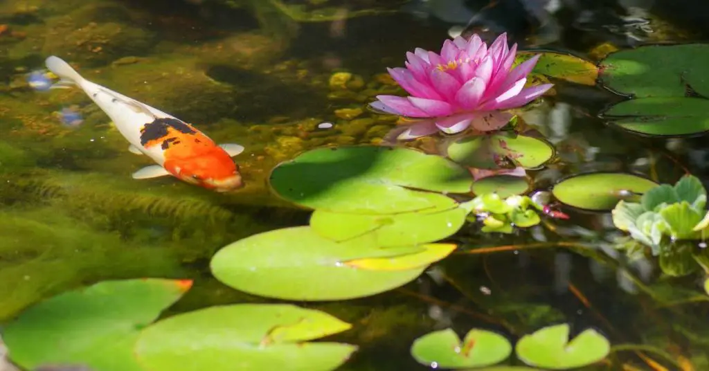 A koi passing by a lilly pad in a shallow freshwater pond.