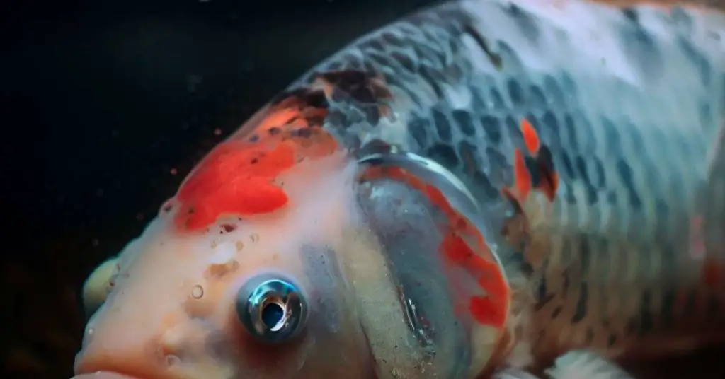 A sick koi with damaged skin from flashing or disease.