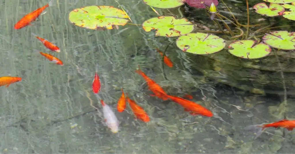 can you vacuum pond with fish in it?
