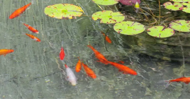 Can You Vacuum a Pond with Fish in It? Yes, But You Need the Right Tools…