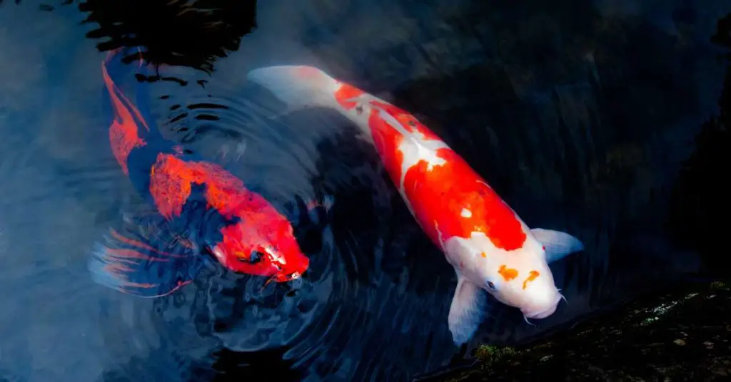 Two red, white, and black koi fish surfacing in a koi pond.