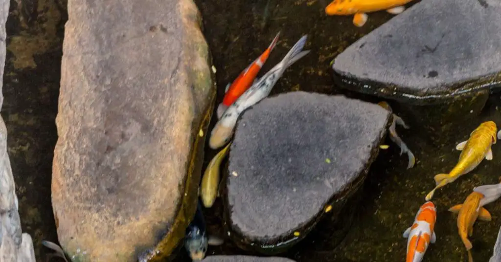 Koi flashing by rubbing itself against a large rock in a pond.