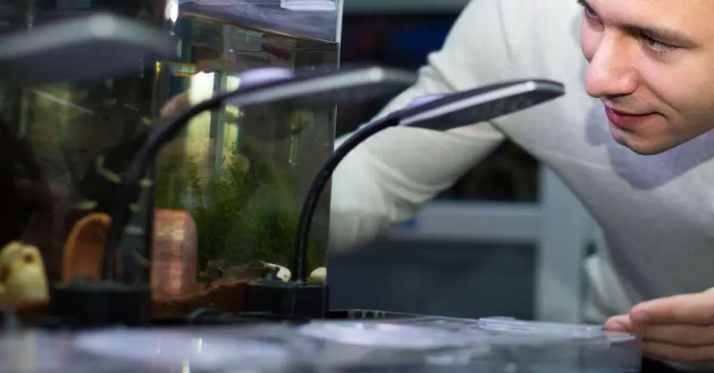 A man looking closely at a fish tank before buying a koi fish.