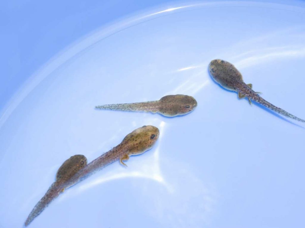 4 tadpoles swimming in a blue bowl of water