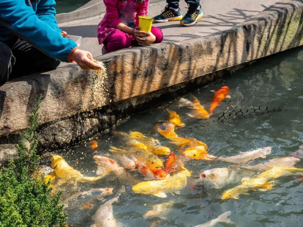 People dropping Koi food into a Koi pond with several Koi fish nearby waiting to eat it.