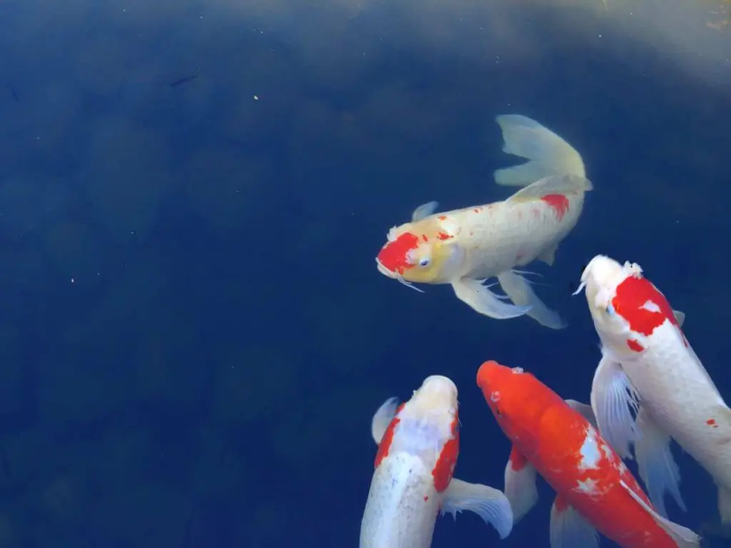 four kohaku koi fish