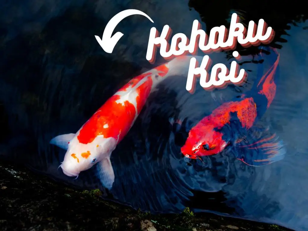 kohaku koi with a red koi fish