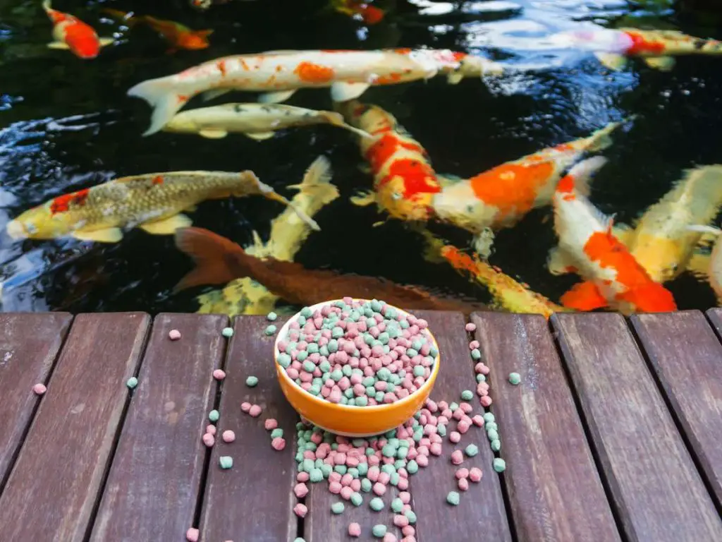 A bowl of Koi food by a Koi pond with several large orange and white Koi fish nearby.