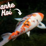 The featured image of a Sanke Koi Care guide featuring a large orange and white Sanke Koi.