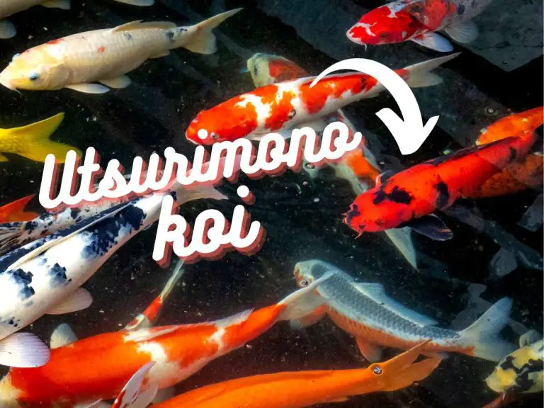 Utsurimono Koi Guide: All-in-One Resource for Care, PLUS Buying Tips and Troubleshooting